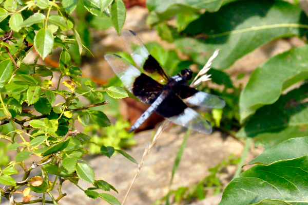 dragonfly